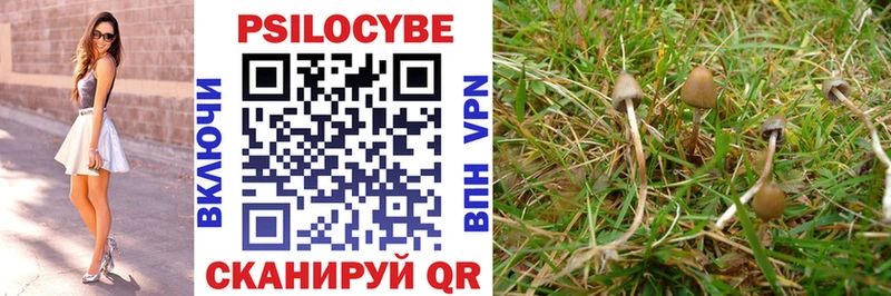 kraken ТОР Камбарка Галлюциногенные грибы Psilocybine cubensis сколько стоит